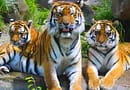 Amur Tigers
