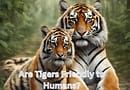 Are tigers friendly to humans?