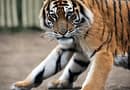 Tigress Feet