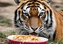 What do tigers eat in the zoo