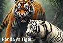 panda vs tiger