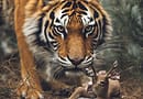 what animals do tigers eat in the wild