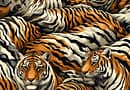 Tiger Stripe Camo