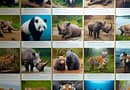 Wildlife Conservation