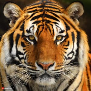 Amur Tiger