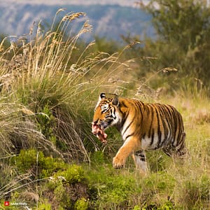 Tiger Diet in the Wild