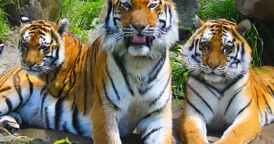 Amur Tigers