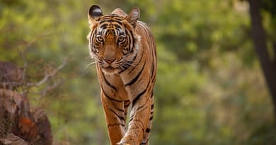 Bengal Tiger Facts