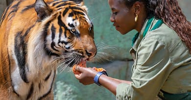 What Do Tigers Eat Unraveling the Predatory Diet of These Majestic Beasts