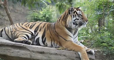 What Do Tigers Eat? Exploring the Dietary Habits of These Majestic Predators