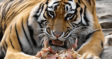 What Do Sunda Tigers Eat