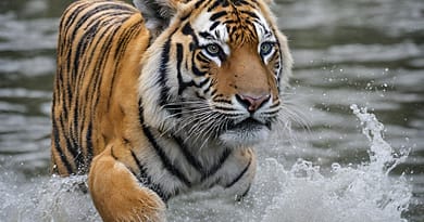 Where Do Young Tigers Swim?