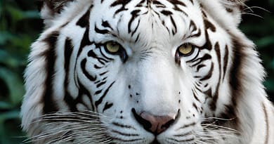 White Tiger Facts