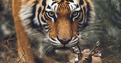what animals do tigers eat in the wild