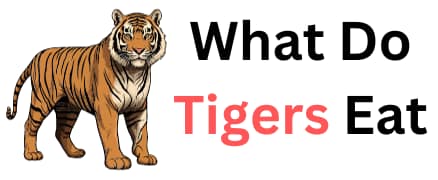 WhatDoTigersEat.Com