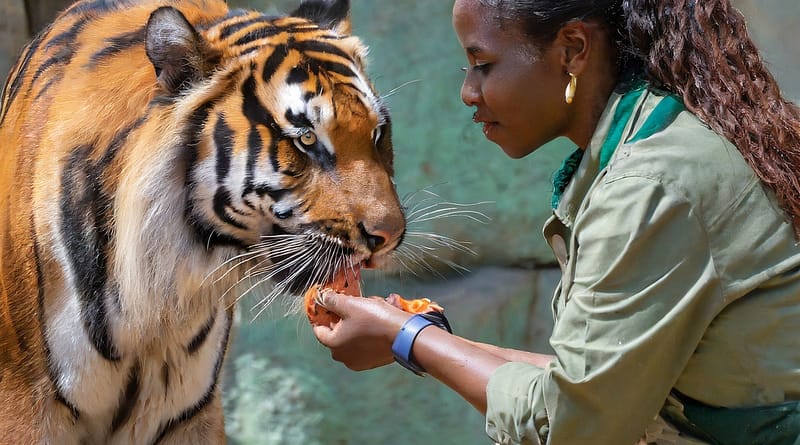 What Do Tigers Eat Unraveling the Predatory Diet of These Majestic Beasts