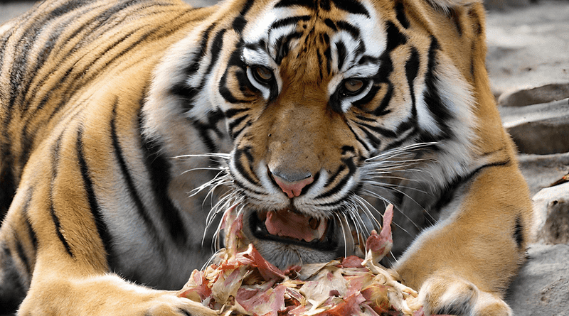 What Do Sunda Tigers Eat